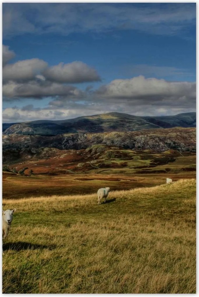 Poszterek 80x120 Bárányok a legelőn