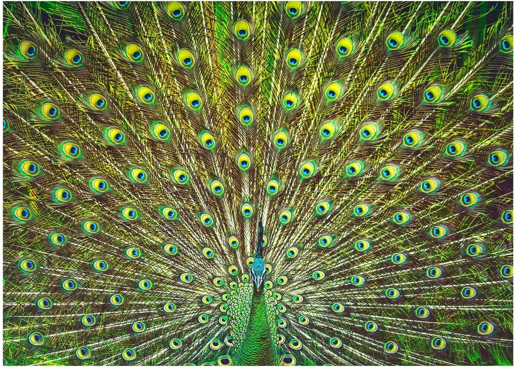 Kép - Páva (70x50 cm)
