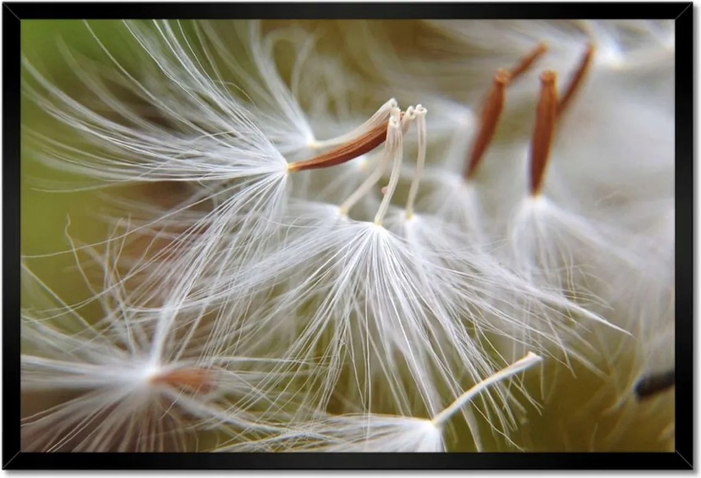 Poszterek keretben 60x40 Pitypang Virág Virágok