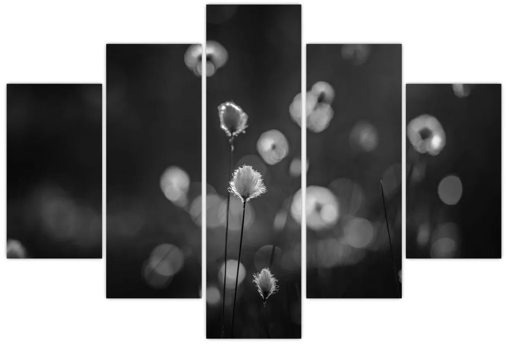 Kép - Pamutfű a réten (150x105 cm)