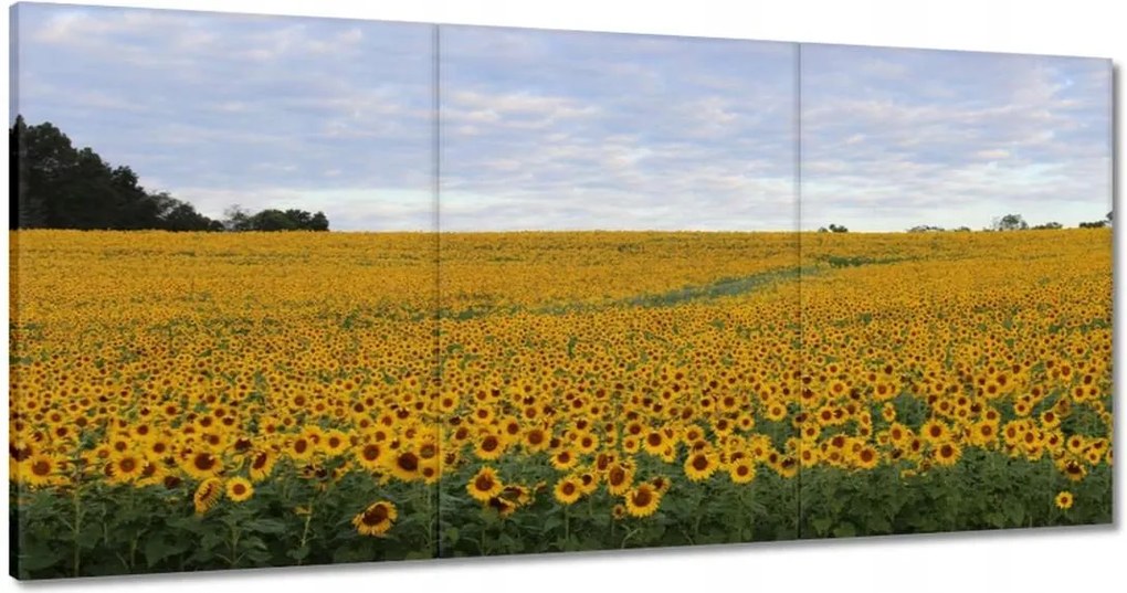 Festmények 180x90 Napraforgó mező