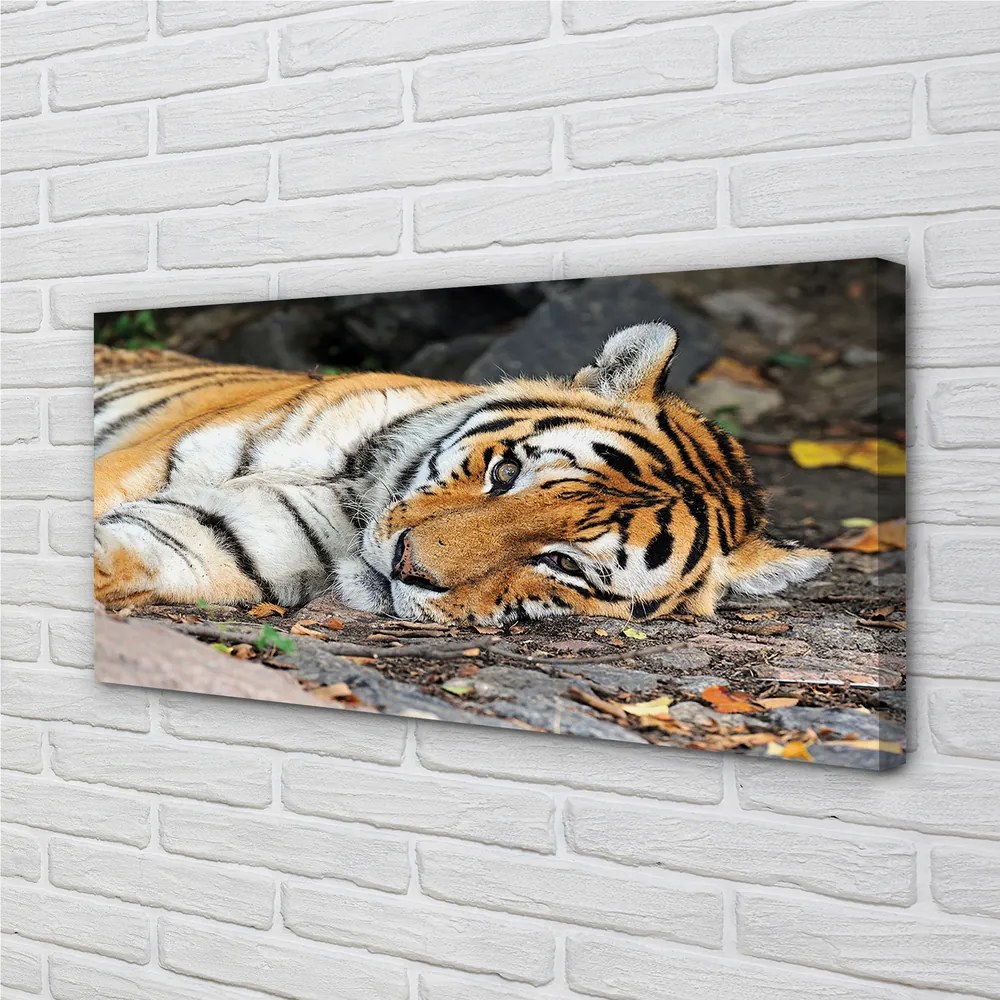 Canvas képek fekvő tigris 100x50 cm