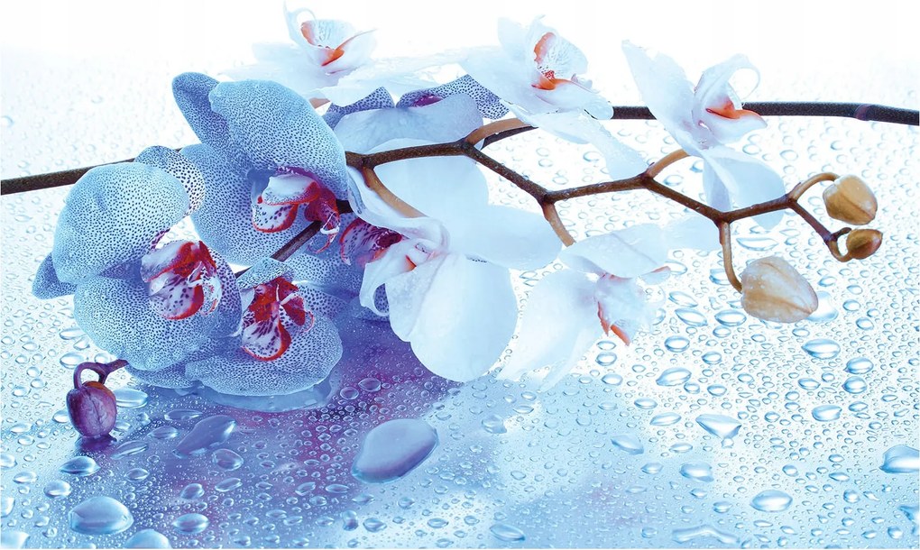 Fotótapéta Orchideák elegancia és nyugalom vinil 208x146 +ragasztó