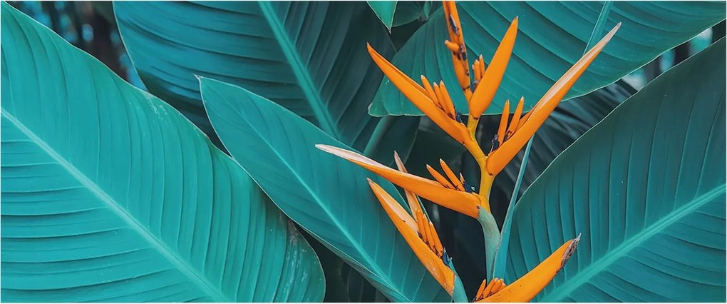 Design fotótapéta Flizelin falra Leveles virágok 250x104 Ragasztó