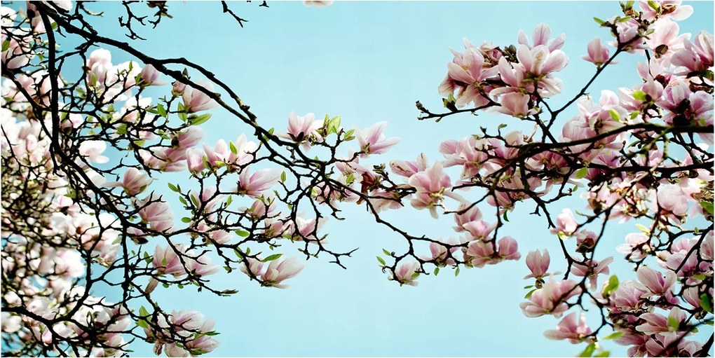 Konyhai panel Magnólia virágok 100x50 cm Ragasztó