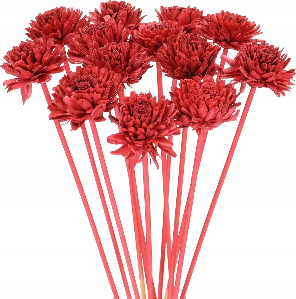 Virág Shola Cinnia piros a csúcson szárított egzotikus szárított virágok