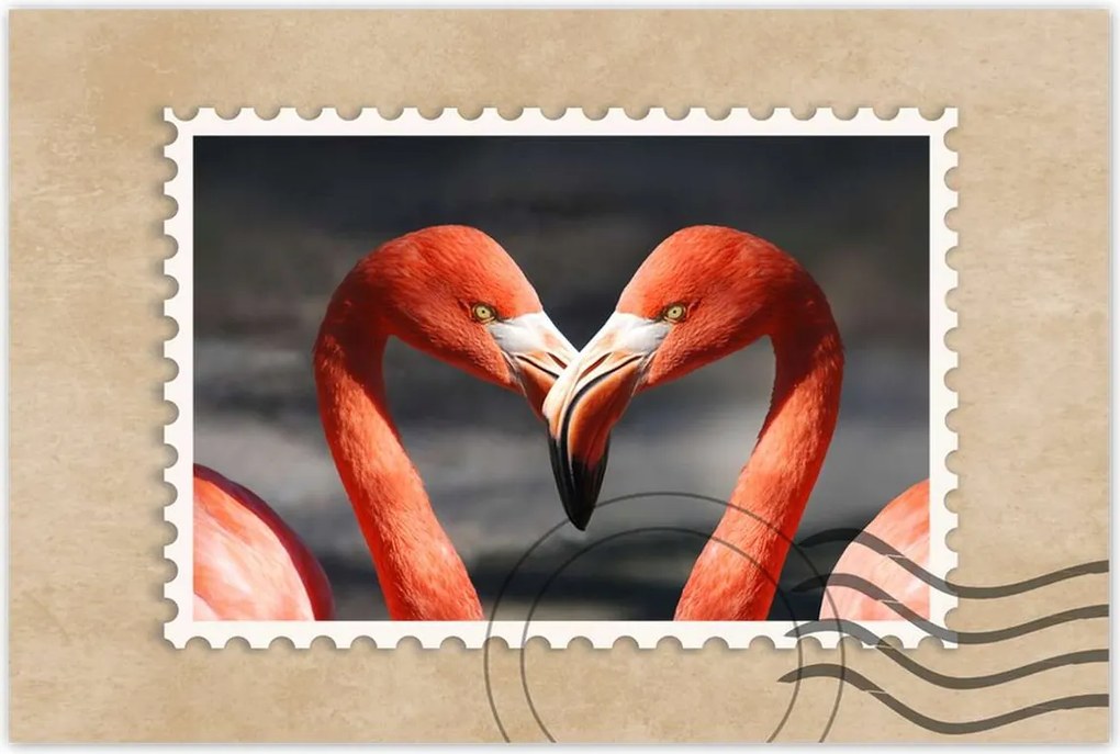 Poszterek 120x80 Szerelmes pelikánok