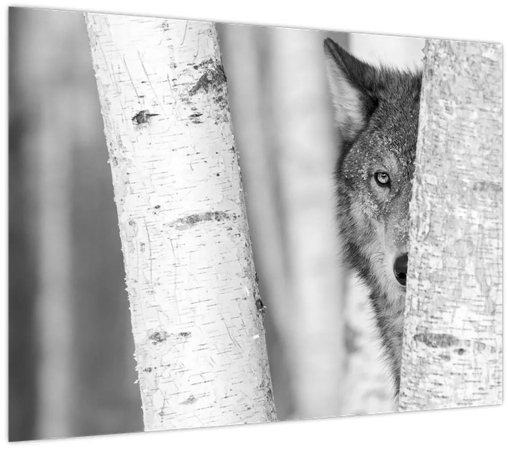 Üveg kép - Farkas az erdőben (70x50 cm)