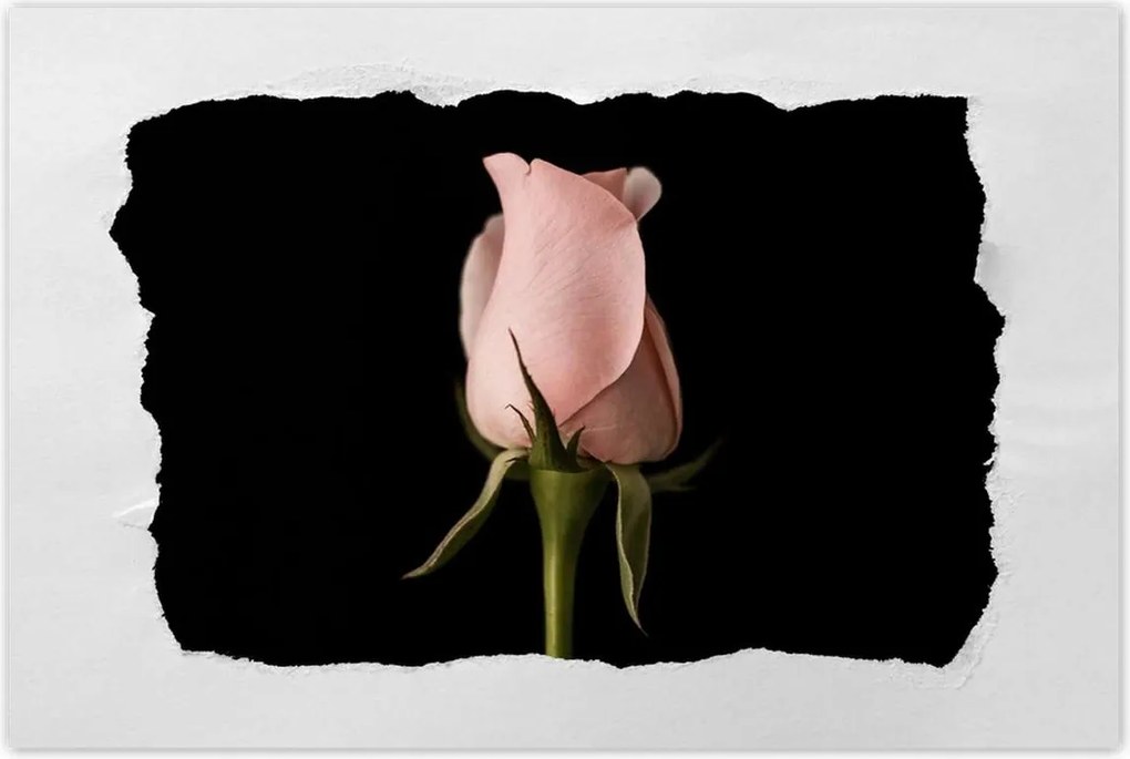 Poszterek 120x80 Púderrózsaszín rózsa Virág