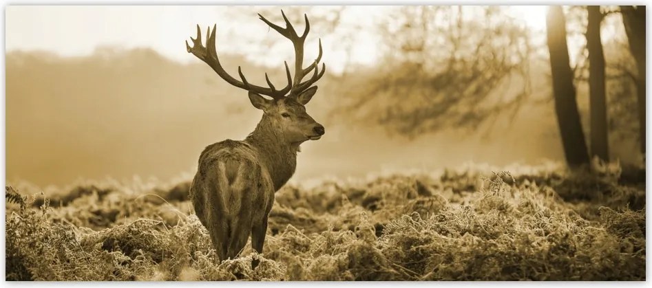 Fotótapéta flizelina 211x91 Szépia szarvas