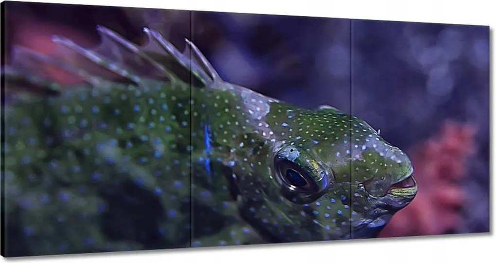 Képek 180x90 Tengeri vízi ökoszisztéma