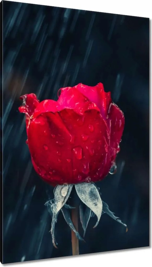 Vászonkép 80x120 Rózsa Virág Virágok Rózsa