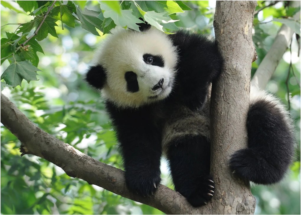 Kép - Panda a fán (70x50 cm)