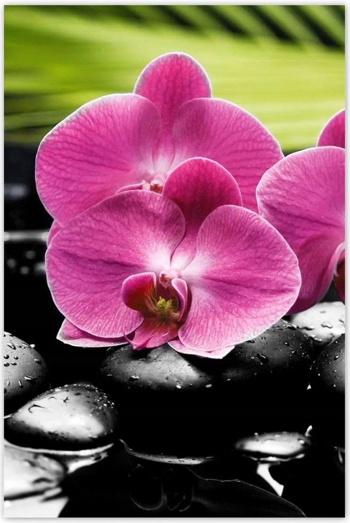 Poszterek 80x120 Spa Kövek és leanderek