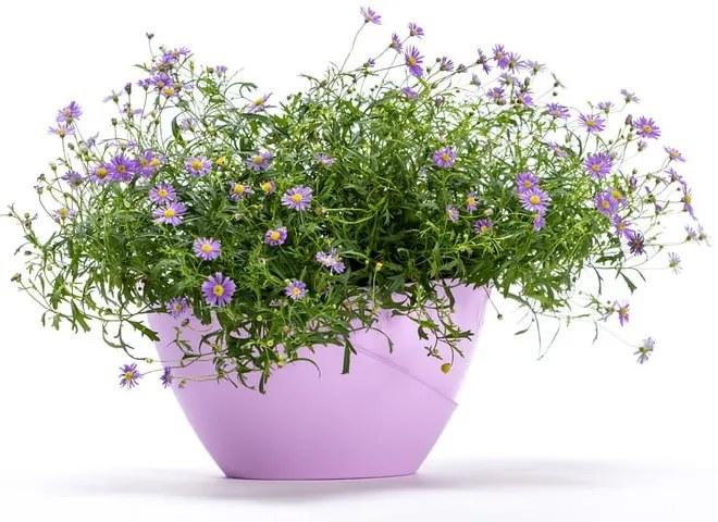 Doppio pasztell lila önöntöző kaspó - Plastia