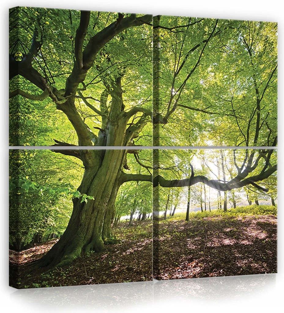 Vászonkép 50x50 Öreg fa erdő napfény természet zöld nyugalom
