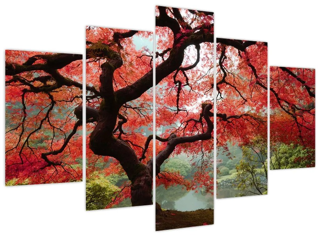 Red Japanese Maple, Portland, Oregon képe (150x105 cm)