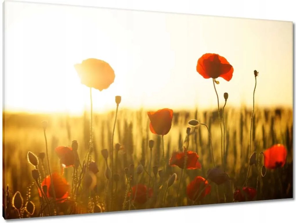 Képek 120x80 Pipacsok napfelkeltekor