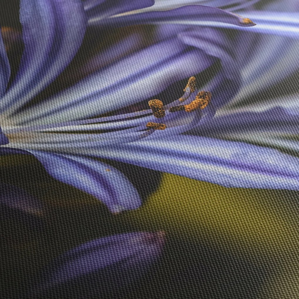 Kép - Lila (70x50 cm)