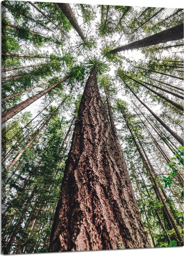 Vászonkép Fák Ég Természet Művészet 50x70 cm