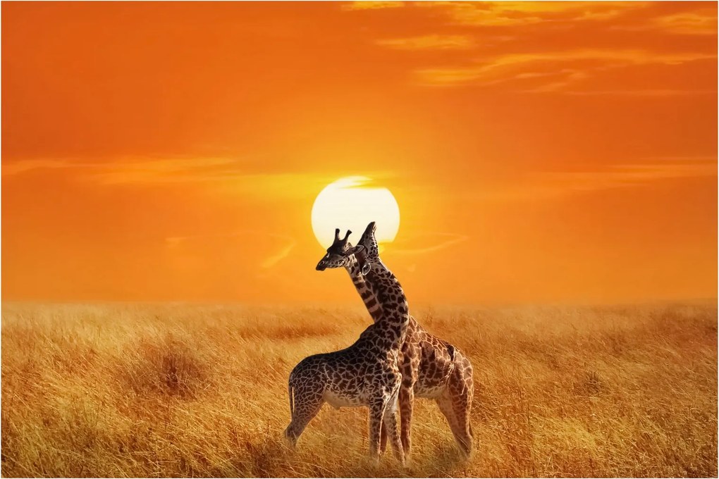 Kép - Zsiráfok a Serengeti Nemzeti Parkban (90x60 cm)
