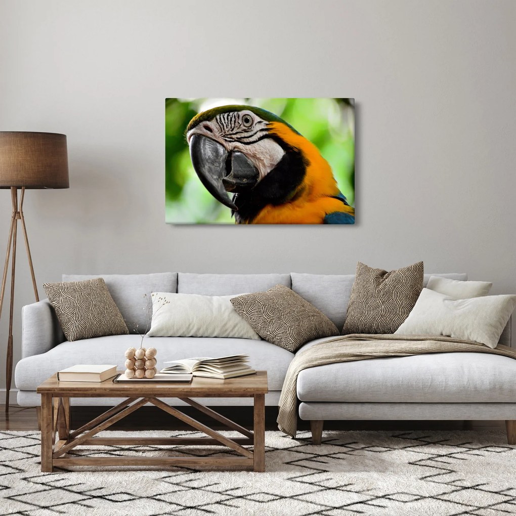 Papagáj képe (90x60 cm)