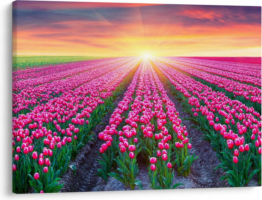 Tulipán mező és a nap képe (70x50 cm)