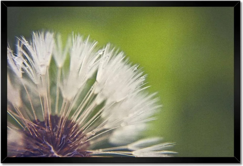 Poszterek keretben 60x40 Pitypang Virág Virágok