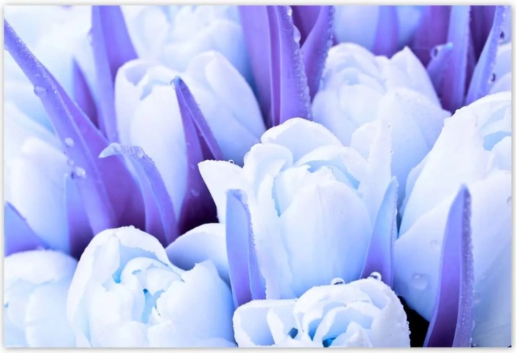 Poszterek 185x125 Kék tulipánok