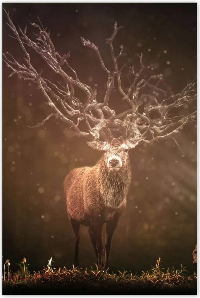 Poszter 60x90 Szarvas felszarvazott