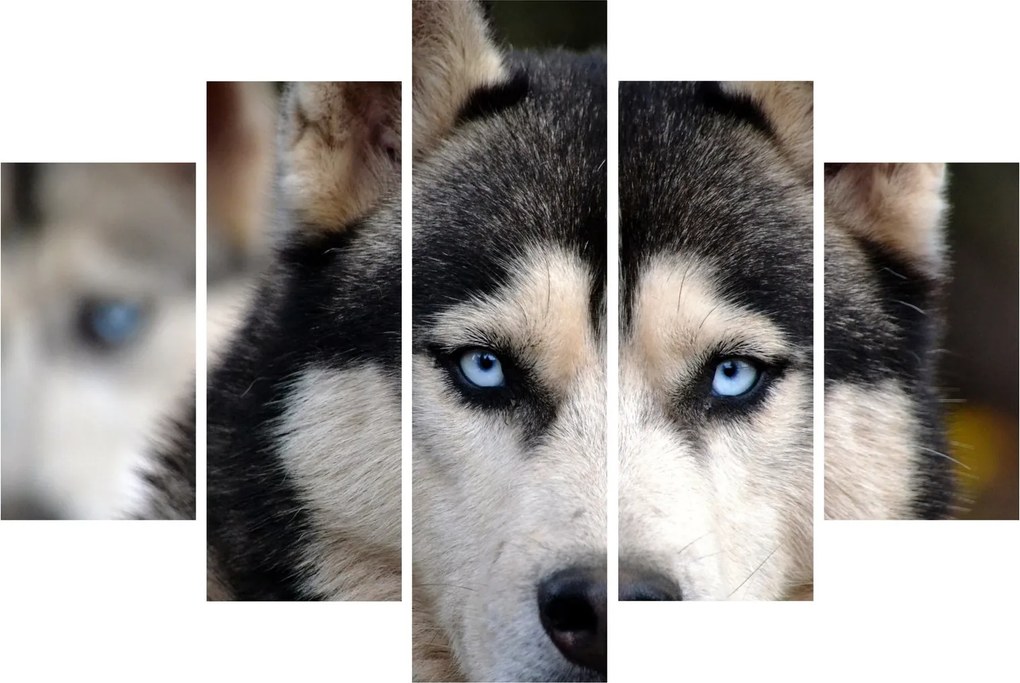 Husky kutya kép (150x105 cm)