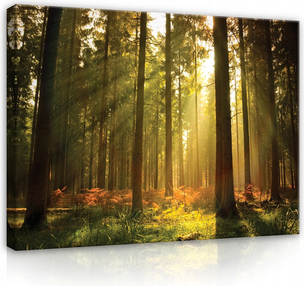 Vászonkép Erdő Természet Fák Vászon Fal Modern Hálószoba 100x70