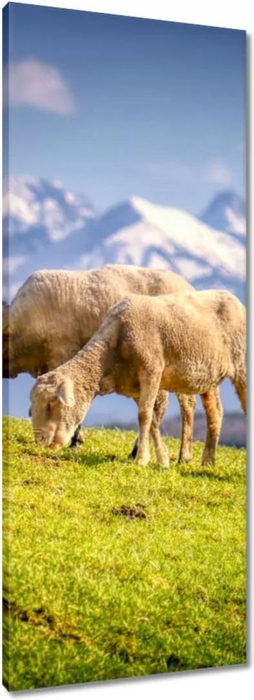 Vászonkép 40x100 Juh legeltetés Bárányok Juhok