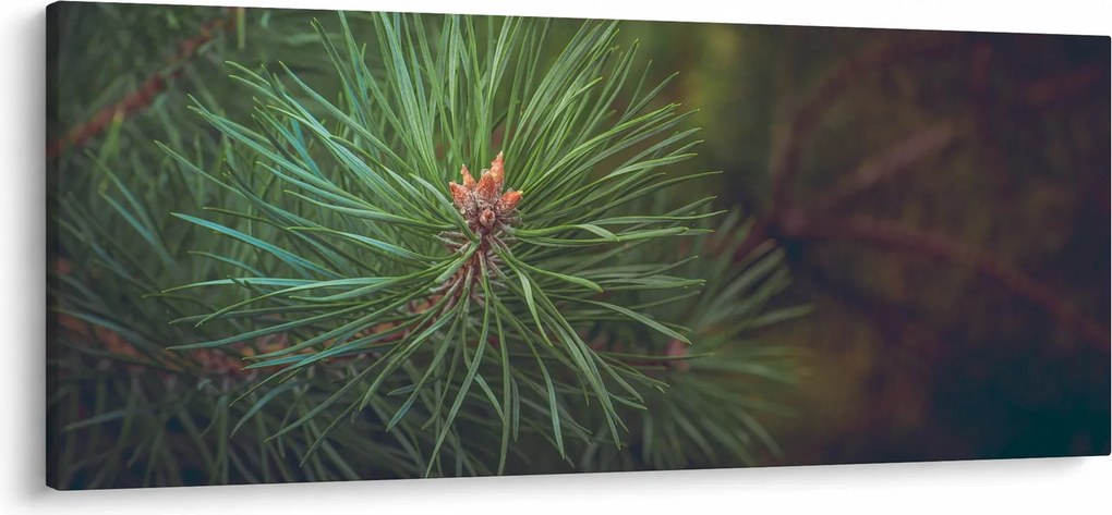 Kép - Fenyőfa részlete (120x50 cm)