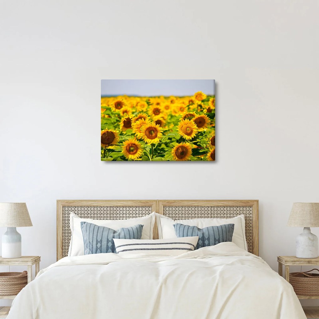 Kép - Napraforgók (70x50 cm)