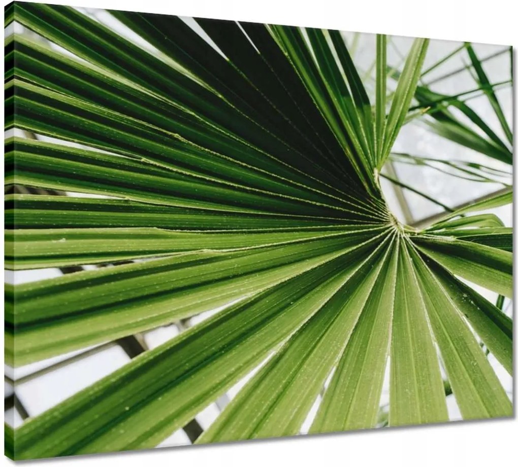 Vászonkép 50x40 Pálmalevél Levél