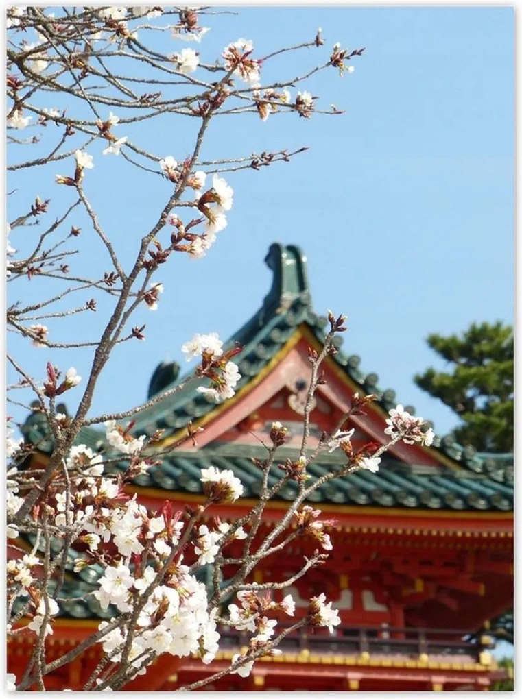 Poszterek 100x135 Virágzó cseresznye Japánban