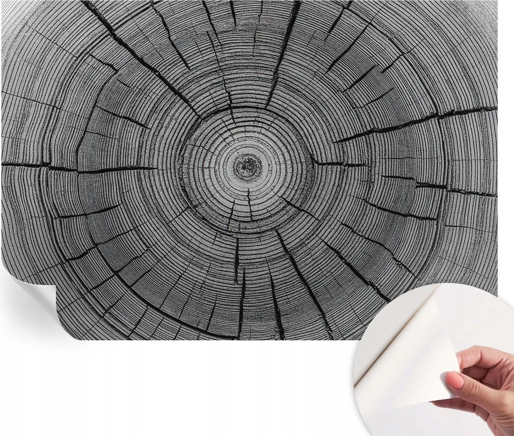 Fotótapéta Fali tapéta Hálószobába és Nappaliba Erdei harmónia 152x104 cm