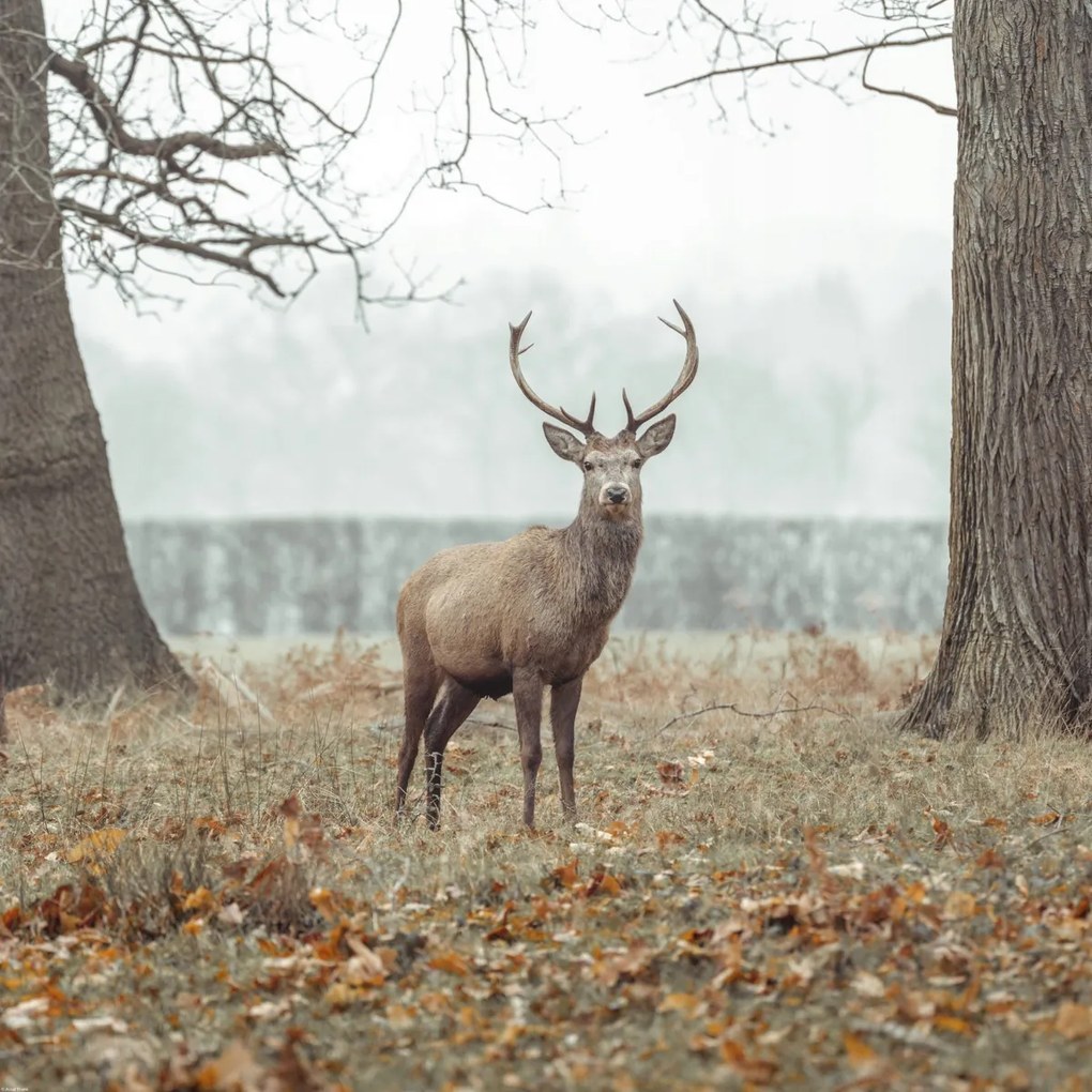 Poszter 70x70cm Szarvas az erdőben, Assaf Frank