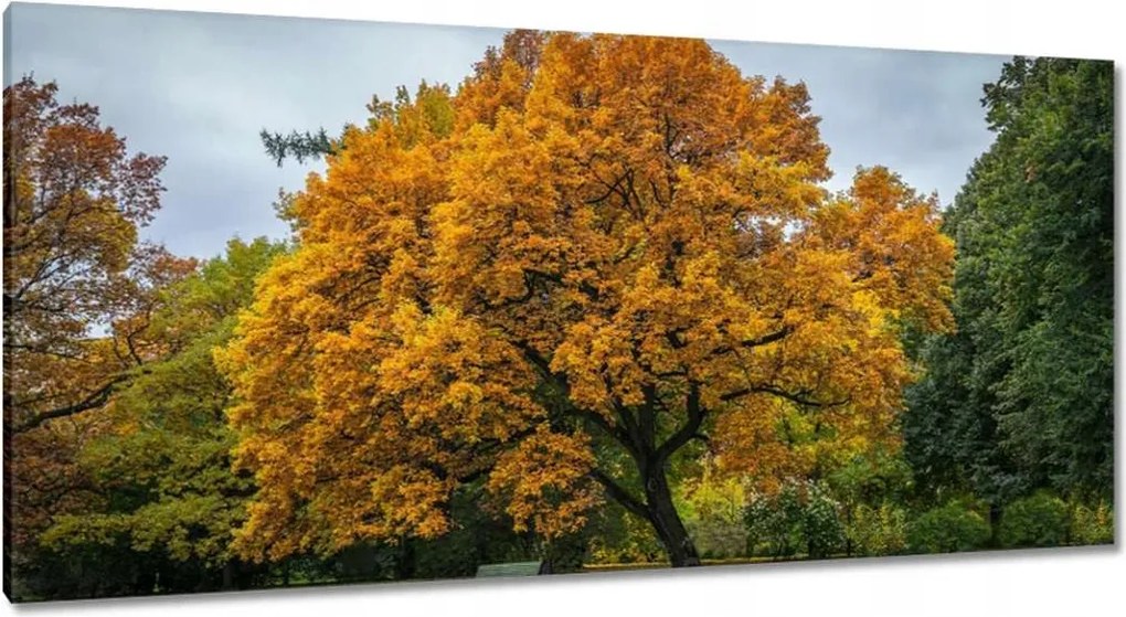 Festmények 115x55 Fa