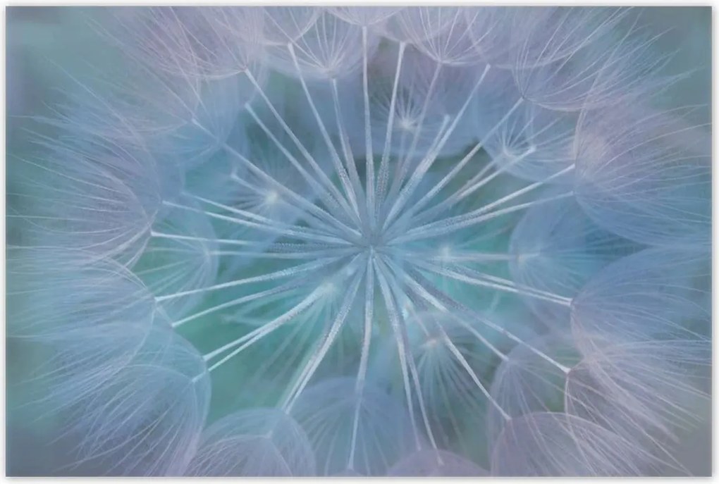 Poszterek 120x80 Pitypang Virág Virágok