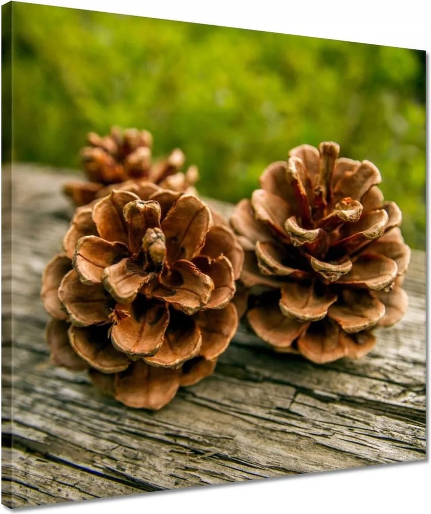 Vászonkép 40x40 Tobozok a kertben