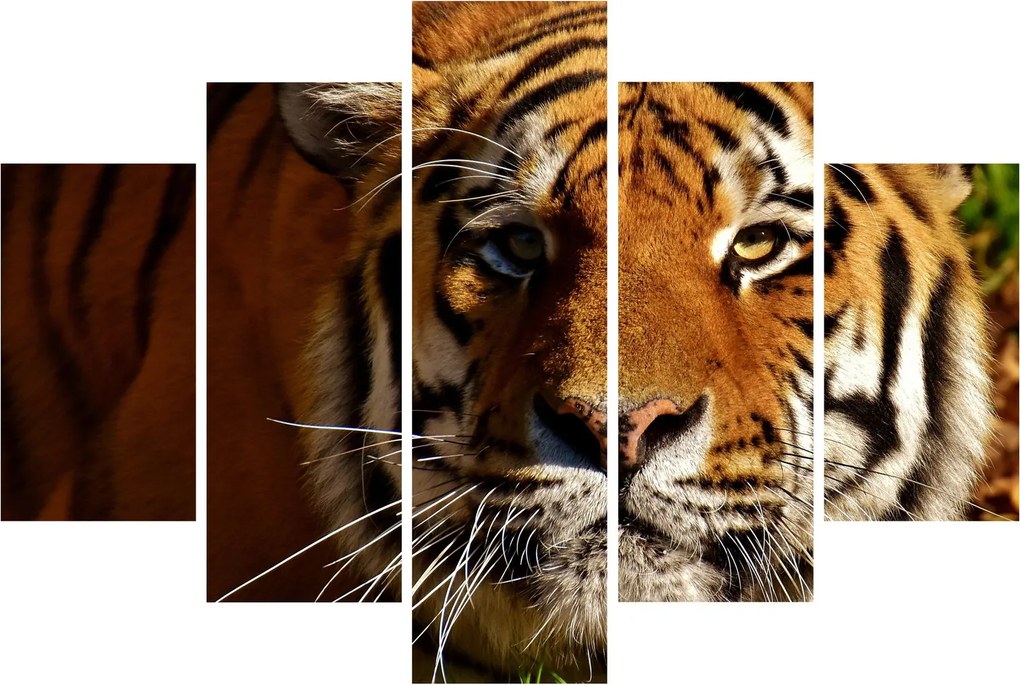 Tigris képe (150x105 cm)