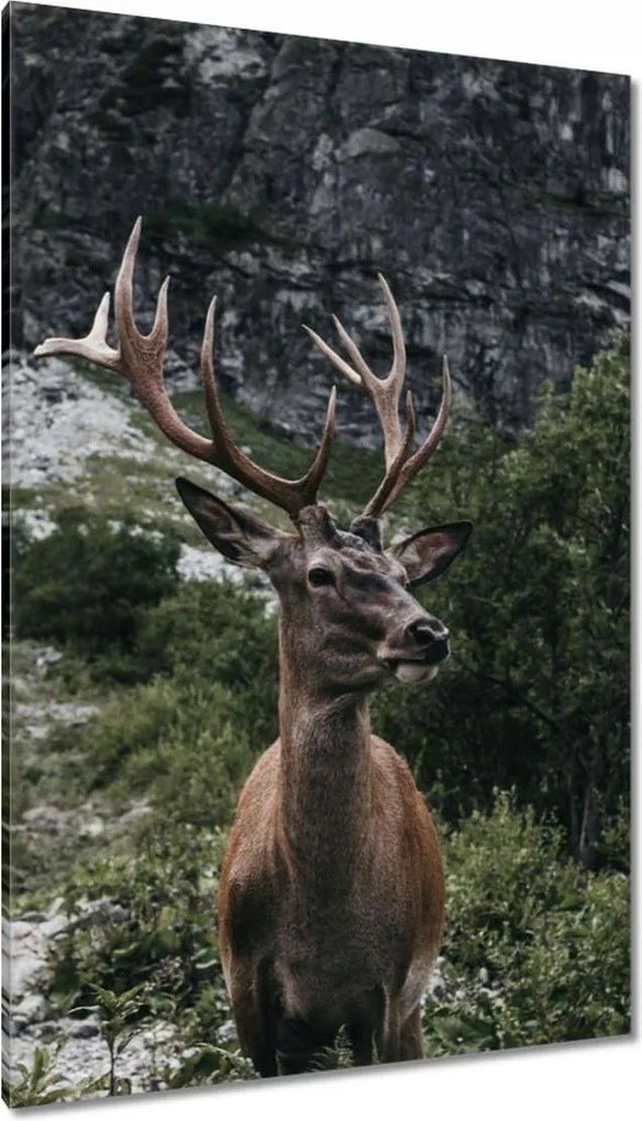 Vászonkép 80x120 Szarvas felszarvazott