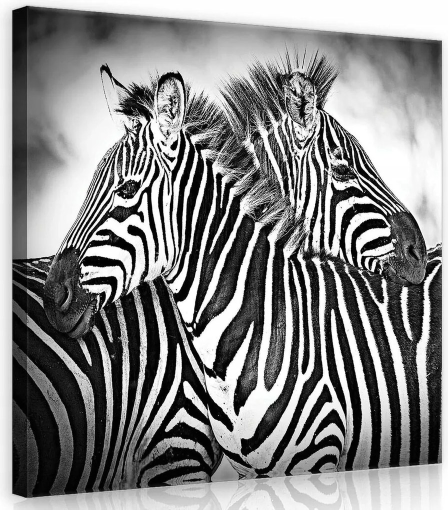 Vászonkép 80x80 Zebra csíkos fekete-fehér Afrika vad természet állatok művészet