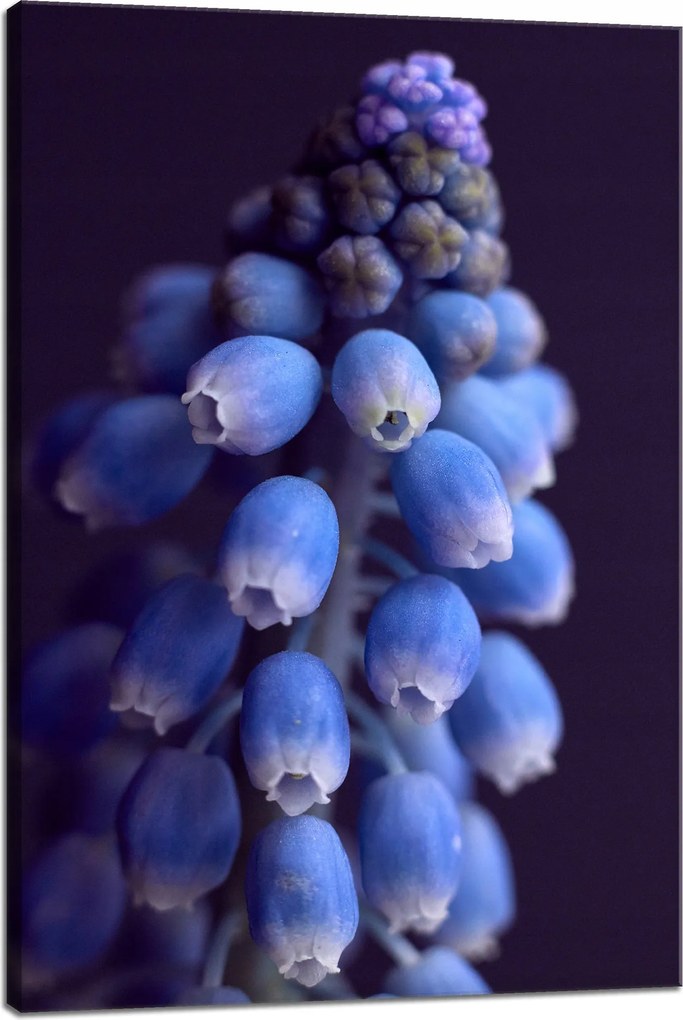 Botanika örmény zafír vászonkép 40x60 cm