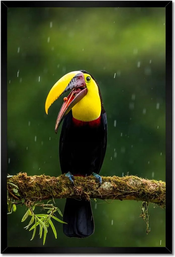 Poszterek keretben 40x60 Madarak