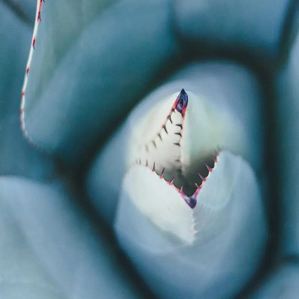 Gario Paraván Agave felülrol Méret: 180 x 170 cm, Kivitelezés: Klasszikus paraván