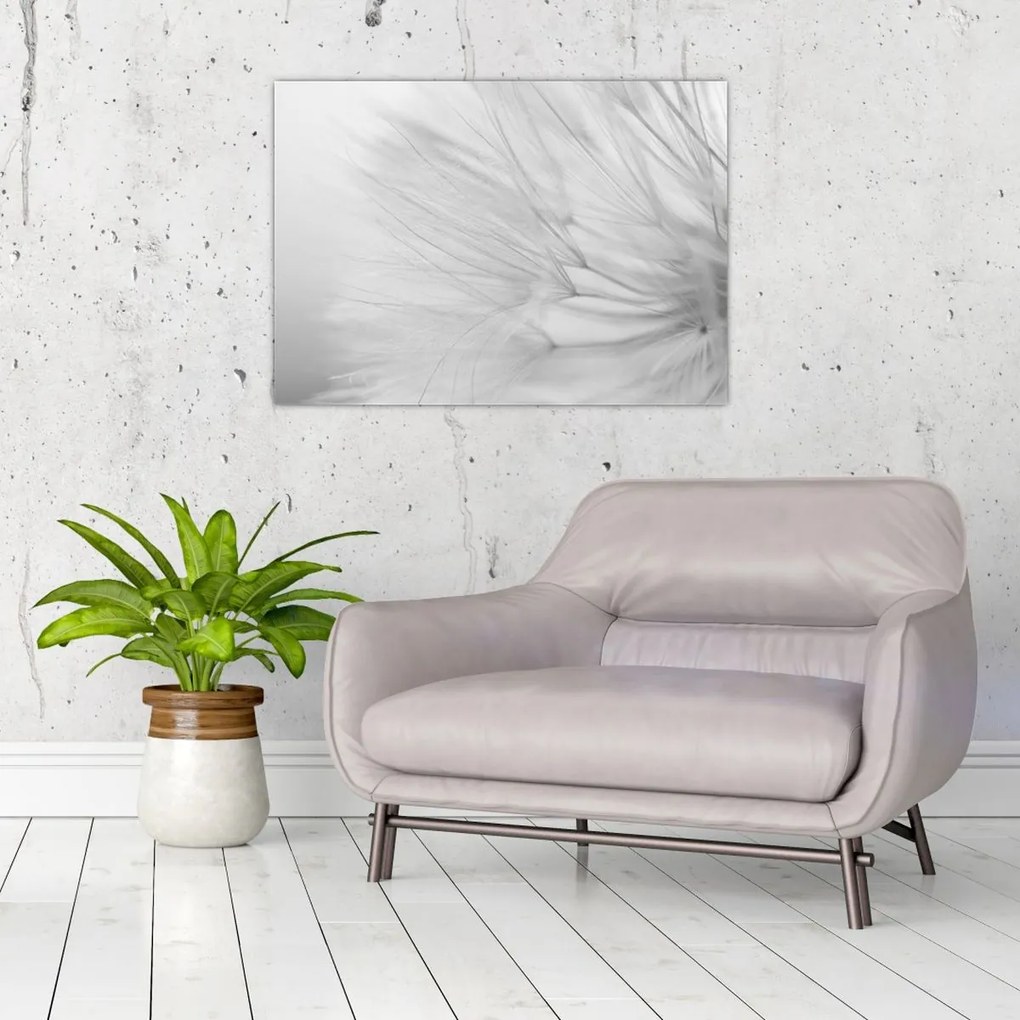 Üveg kép - Pitypang (70x50 cm)