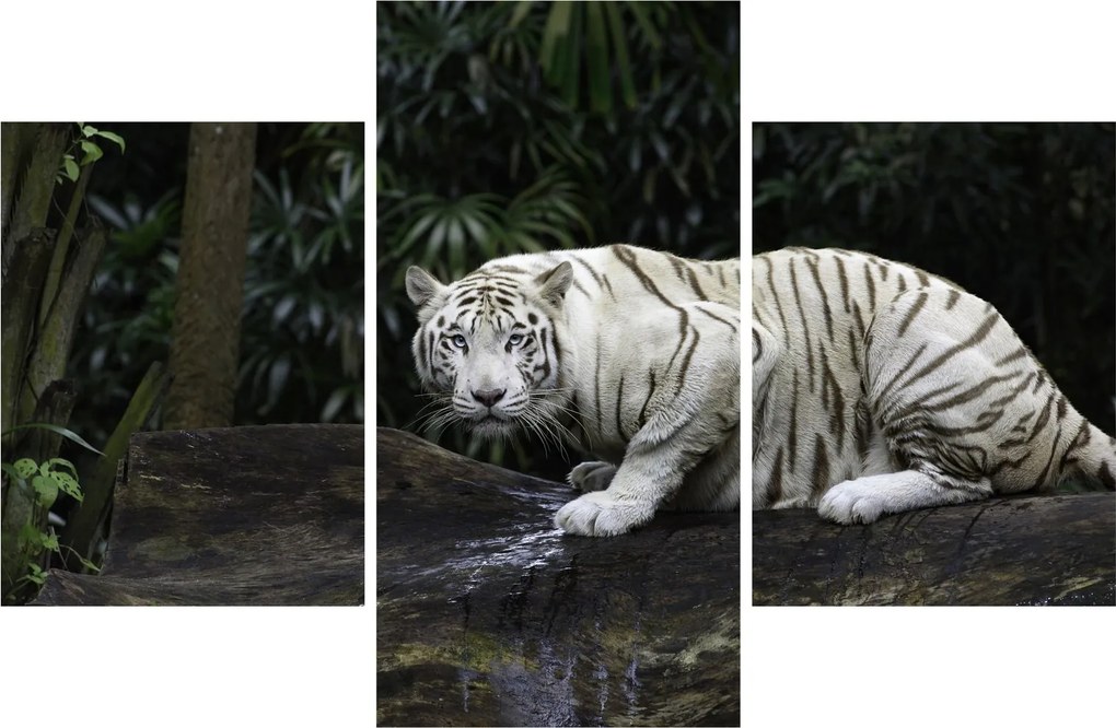 Kép - albínó tigris (90x60 cm)